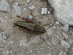 DSC00063a
